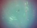 Free diver...between 15 to 20 meters down there...
