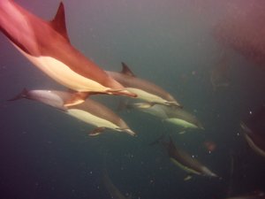 Common dolphins...