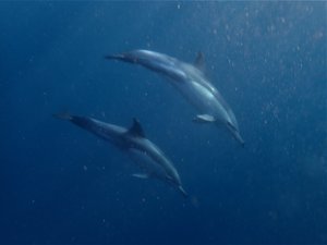 dolphins in the blue...