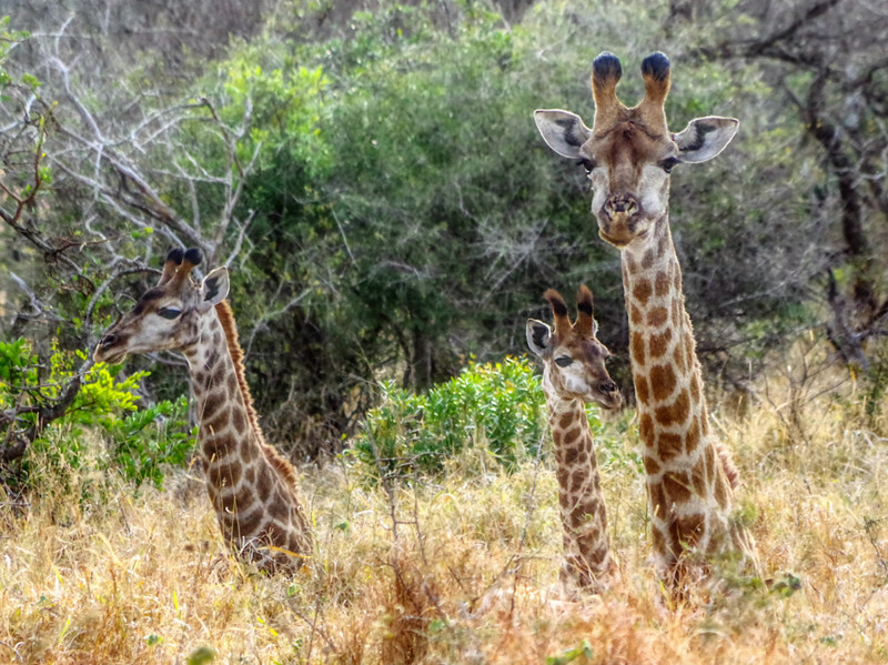 Not often do you see giraffes resting in the bush...