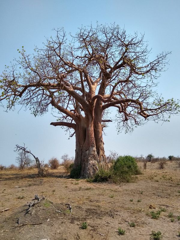 Chobe, the baobab land...