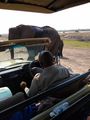 In Chobe, elephants are tame, you would never get this close in South Africa...