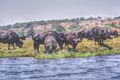 Chobe has the higher count of elephants in the world...
