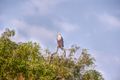 Fish Africa Eagle time