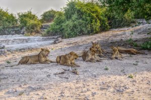 A show of lions...