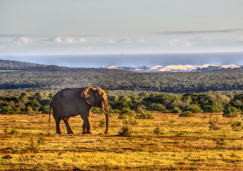 Addo, the elephant, and the Indian Ocean...