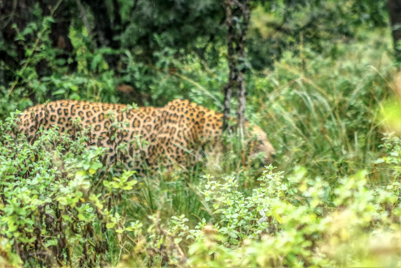 We follow that leopard for a while...but he was super shy...
