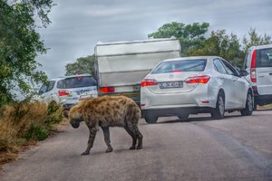 Only in Kruger, everybody is after the wild dogs...