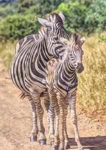 Zebra time...