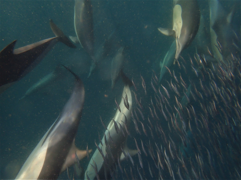 A soup of sardines and bronzewhalers sharks...