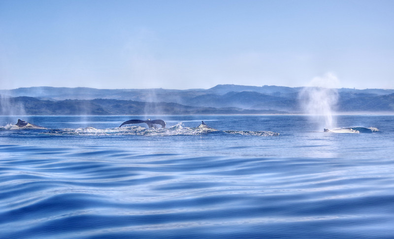 A bunch of whales...