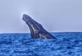 Truly humpback whale...