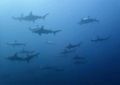 Scalloped hammerheads in August...no the season...