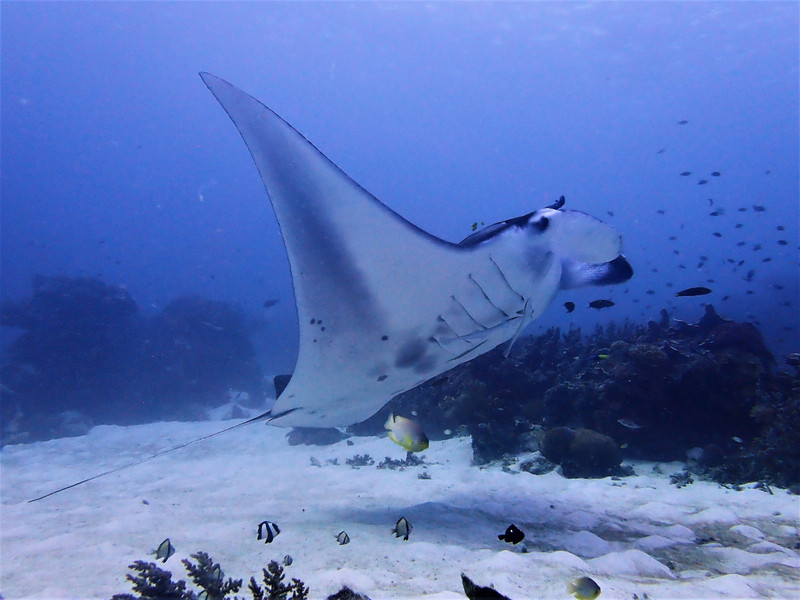Manta on 4 different dives...