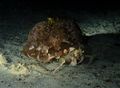 Hermit crab, night dive...