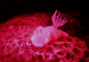 Nudibranch on a night dive...