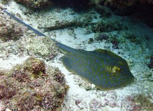 Blue dotted sting ray...