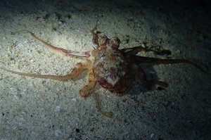mini octopus...night dive...