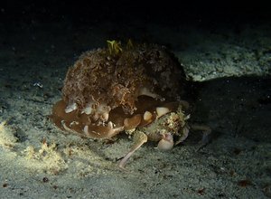 Hermit crab, night dive...