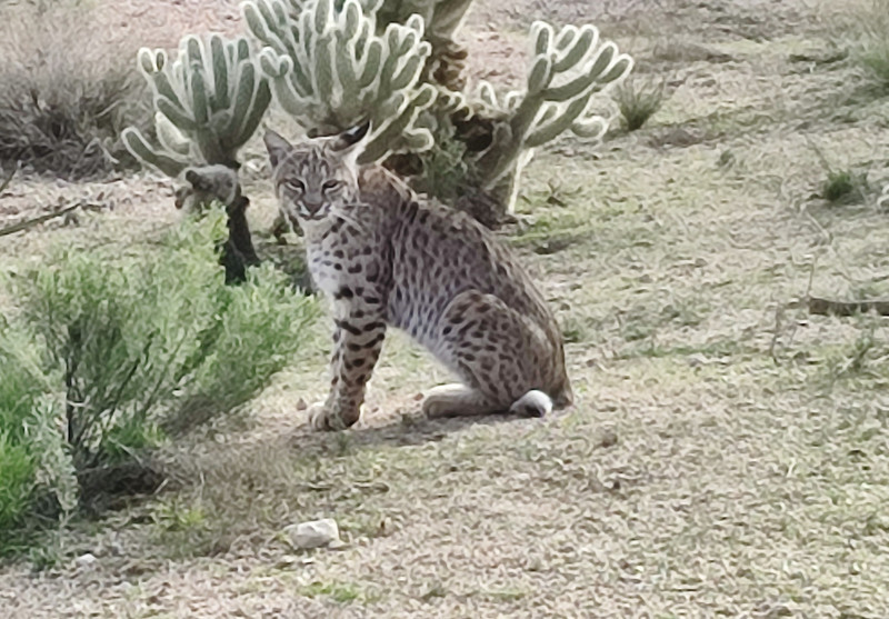 Bob cat on the Boulders golf course...