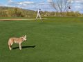 Coyote on Wekopa golf course...