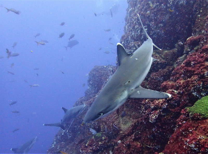 I enjoy it with the sharks...but some of my co-divers had to turn around, little too rough for them...