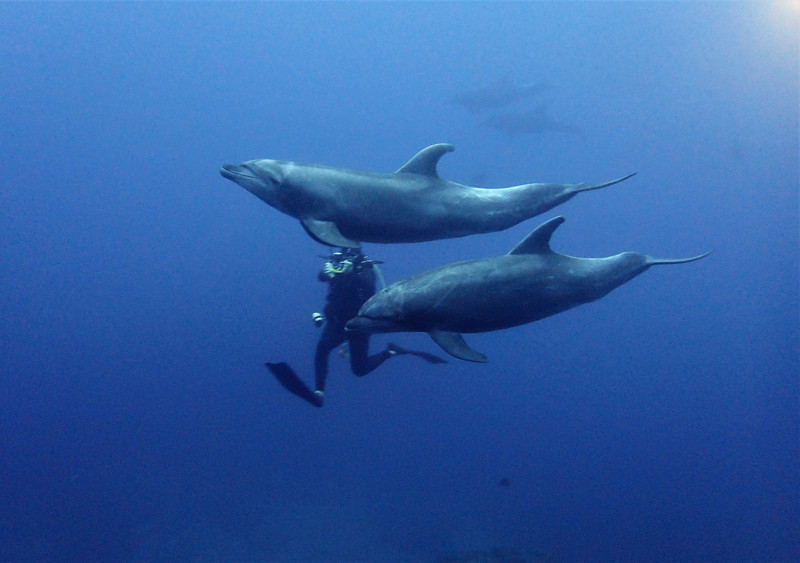 Dolphins moment...