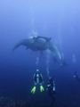 Mantas here are nearly every dive... And XXL too!! 