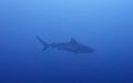 Tiger shark, my only sighting of the week... 
