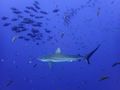 It may be alctually a silky shark, we spotted few of them...