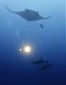 Blur pic... But manta and dolphins on a same frame is always special... 