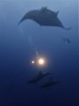 A rare moment...dolphins and manta....sadly blurred...