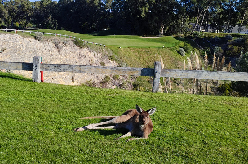 Joondalup, and one of hundreds of kangaroos...