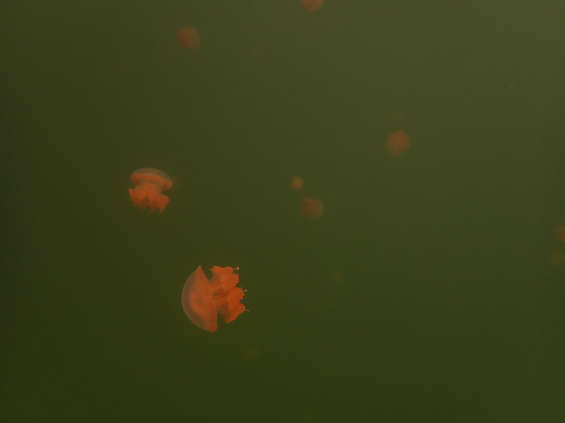 Snorkeling Kakaban Lake with the hundred  jelly fishes...
