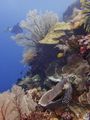 Superb corals and tons of turtles...