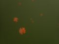 Snorkeling Kakaban Lake with the hundred  jelly fishes...