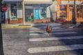 Key West...the rooster is enjoying a safe crossing...