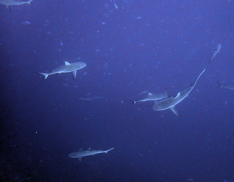 Blue corner... Top 10 dive site in the world... And shy sharks... 