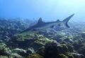 Reef shark... And yes, they are tiny compare to South Africa sharks... 