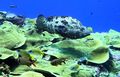 Grouper on beautiful hard corals... 