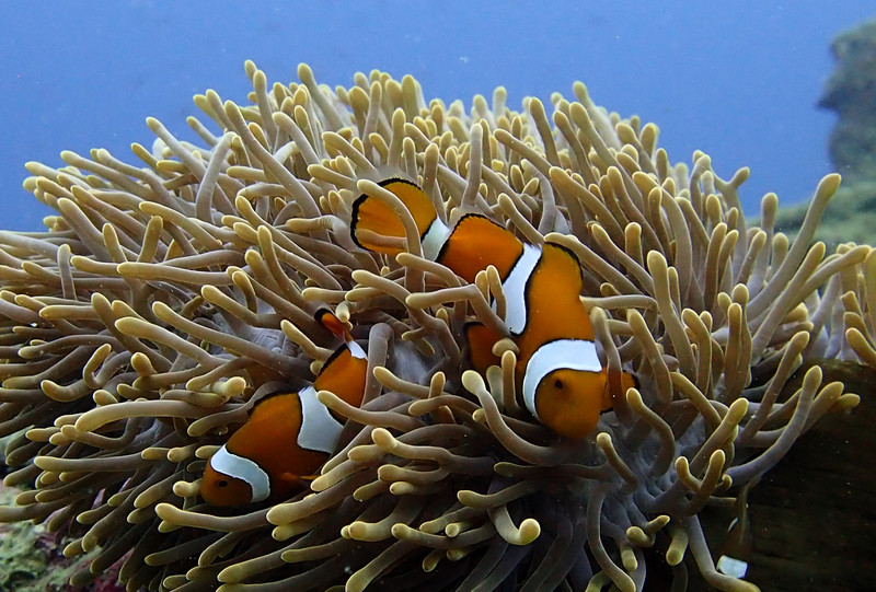 Nemo and friends...