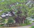 This banyan tree is huge!