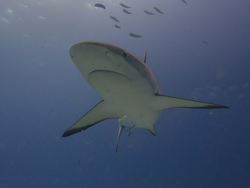 Bahamas reef shark, 15 minimum per dive...
