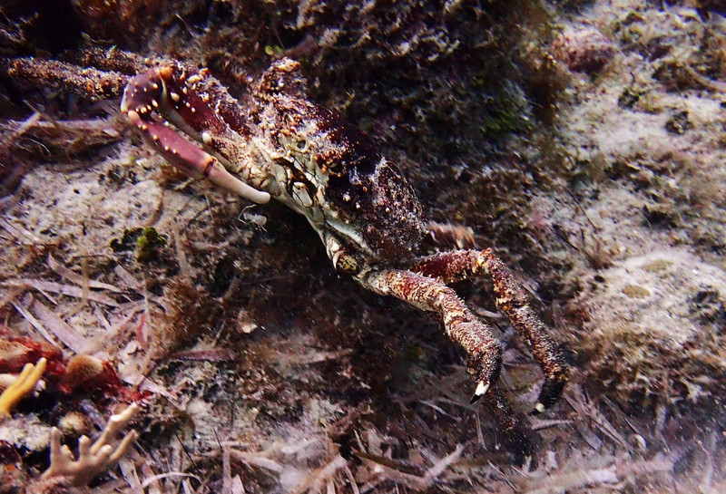 Crab trying to hide...