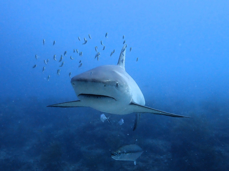 Bahamas reef shark