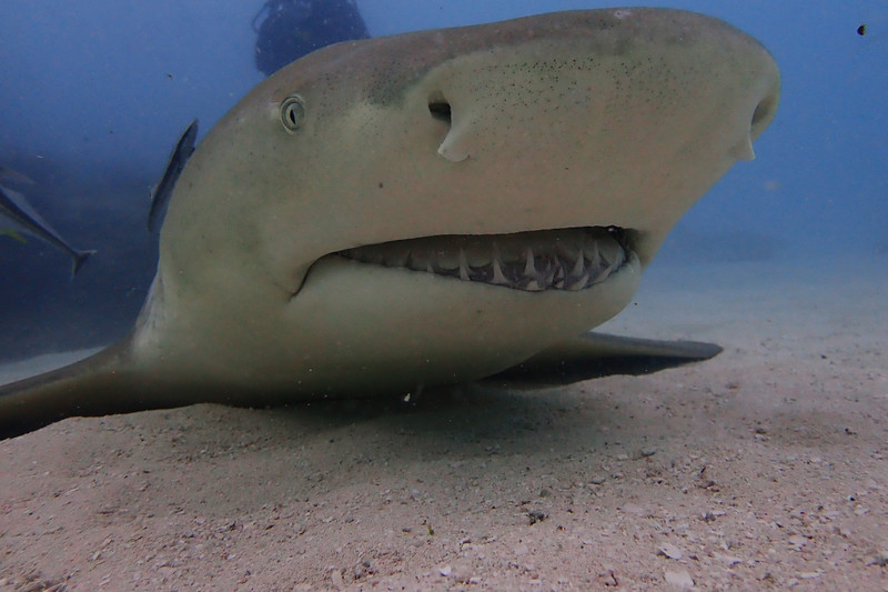 Smile, lemon shark...