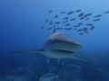 Bahamas Reef shark...