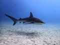 The stars are the tigers, but bahamas reef sharks are all over the place....