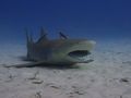 lemon shark enjoying a little mouth cleaning..