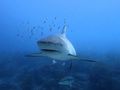 Bahamas reef shark